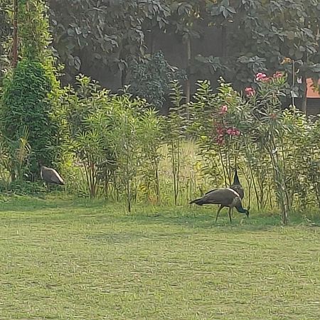 Nature Homestay Varanasi Bagian luar foto