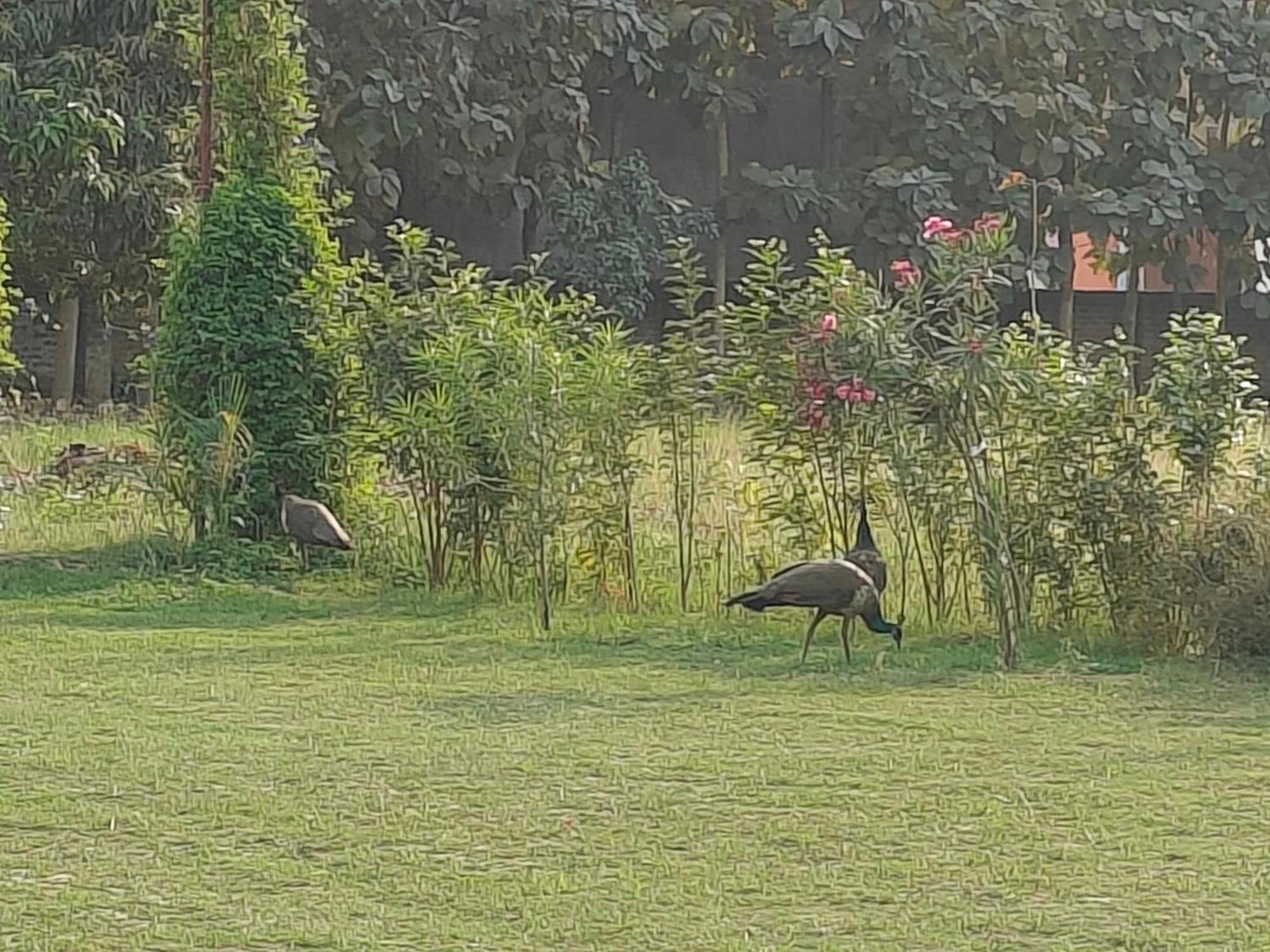 Nature Homestay Varanasi Bagian luar foto
